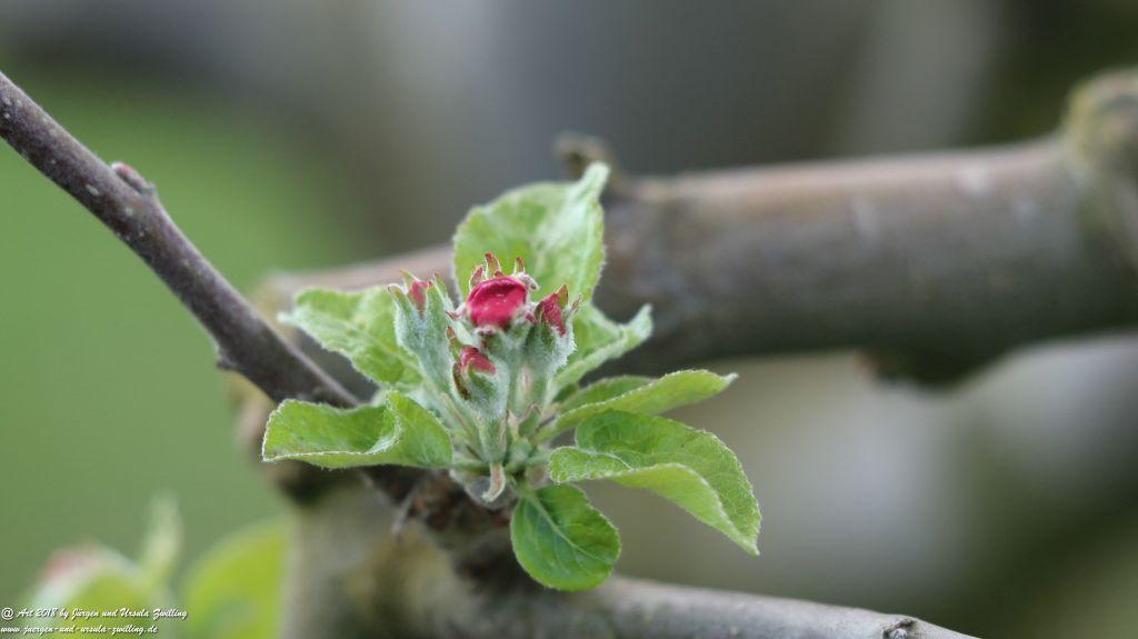 Blütenmeer in den Feldern von Mainz Finthen - Rheinhessen