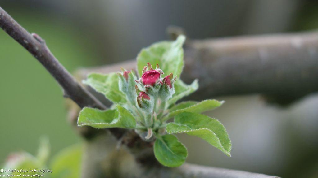 Blütenmeer in den Feldern von Mainz Finthen - Rheinhessen