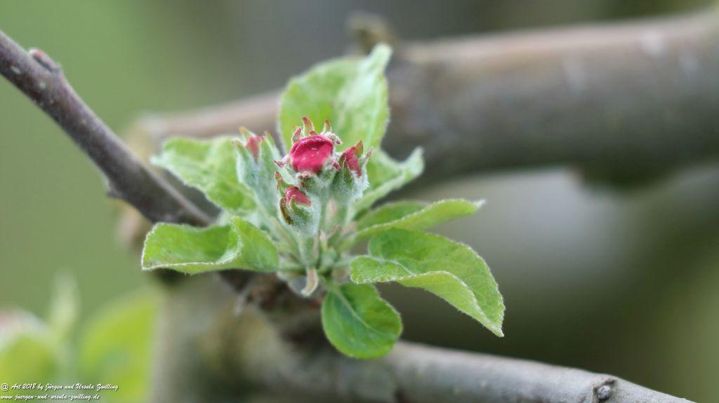 Blütenmeer in den Feldern von Mainz Finthen - Rheinhessen