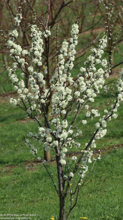 Blütenmeer in den Feldern von Mainz Finthen - Rheinhessen