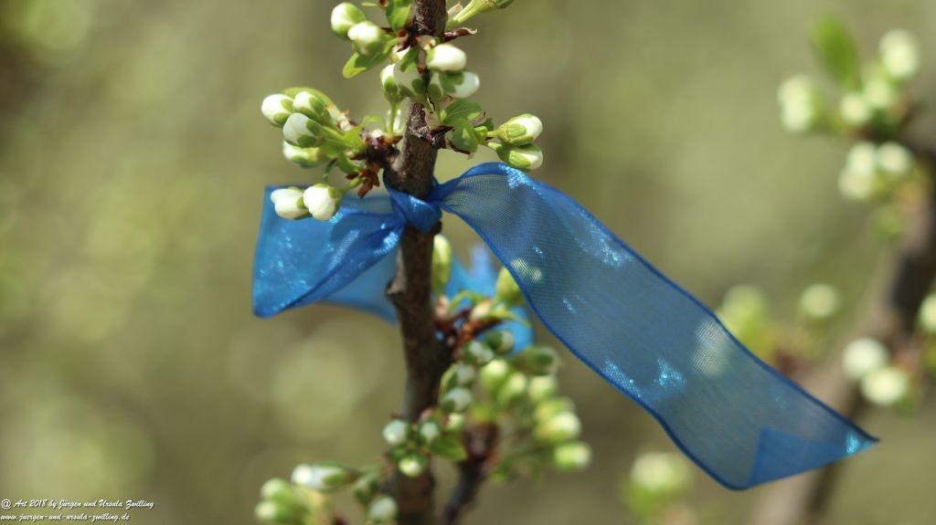 Blütenmeer in den Feldern von Mainz Finthen - Rheinhessen