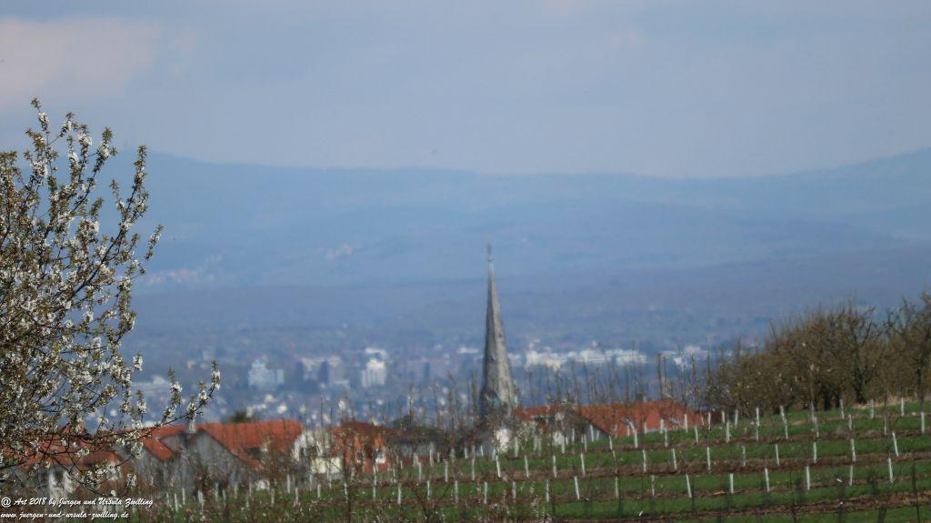 Blütenmeer in den Feldern von Mainz Finthen - Rheinhessen