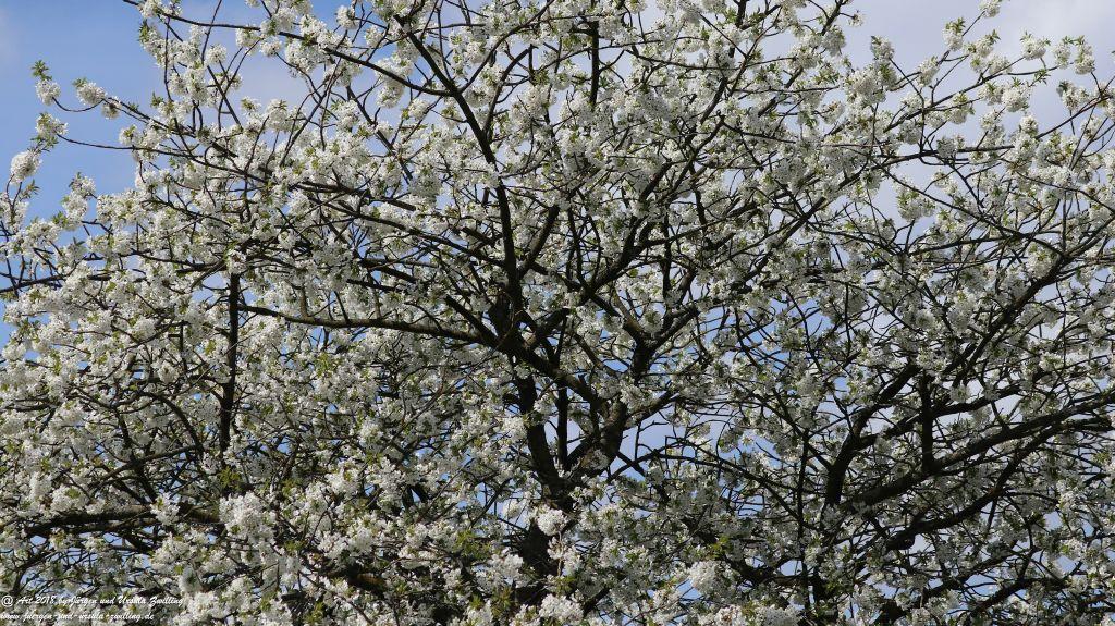 Blütenmeer in den Feldern von Mainz Finthen - Rheinhessen
