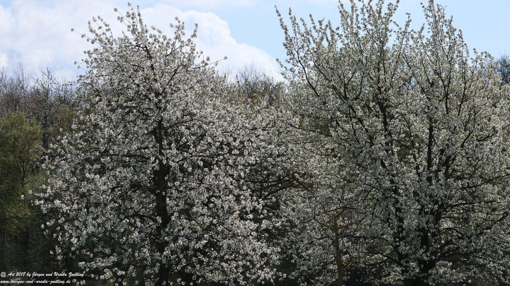 Blütenmeer in den Feldern von Mainz Finthen - Rheinhessen