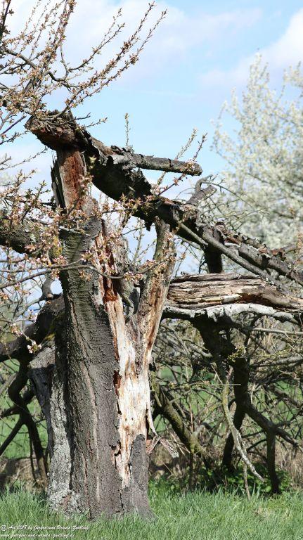 Blütenmeer in den Feldern von Mainz Finthen - Rheinhessen