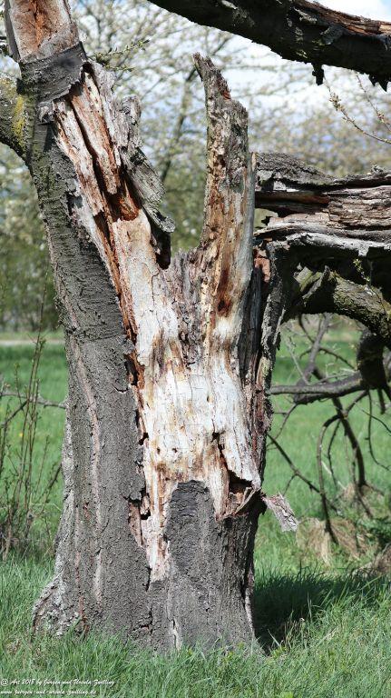 Blütenmeer in den Feldern von Mainz Finthen - Rheinhessen