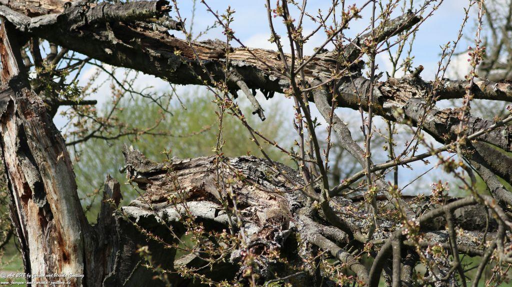 Blütenmeer in den Feldern von Mainz Finthen - Rheinhessen