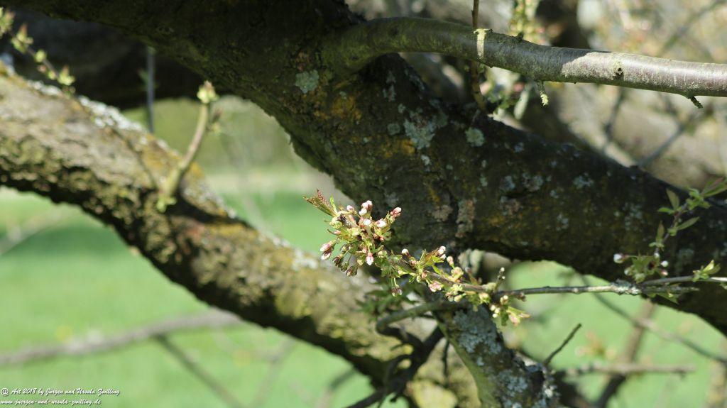 Blütenmeer in den Feldern von Mainz Finthen - Rheinhessen