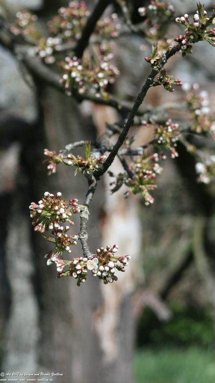 Blütenmeer in den Feldern von Mainz Finthen - Rheinhessen
