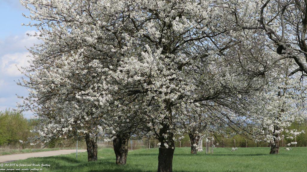 Blütenmeer in den Feldern von Mainz Finthen - Rheinhessen