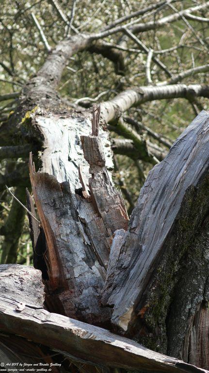 Blütenmeer in den Feldern von Mainz Finthen - Rheinhessen