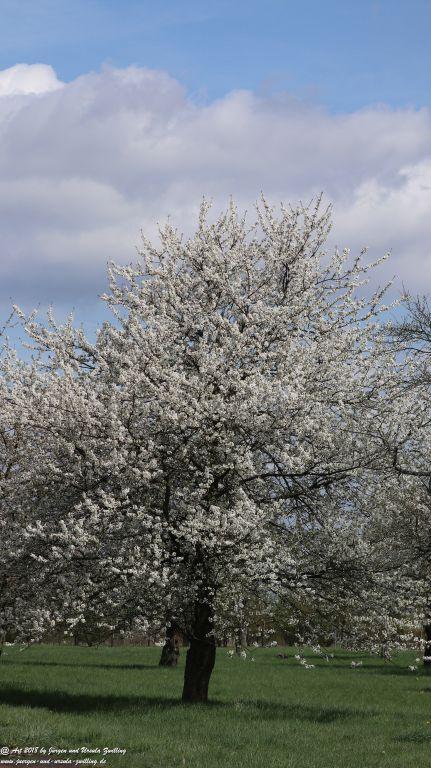 Blütenmeer in den Feldern von Mainz Finthen - Rheinhessen