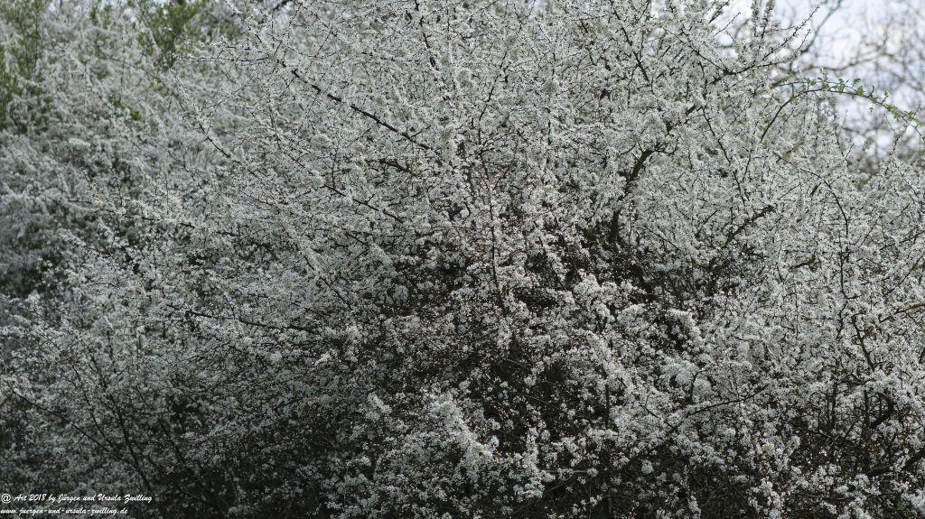 Blütenmeer in den Feldern von Mainz Finthen - Rheinhessen