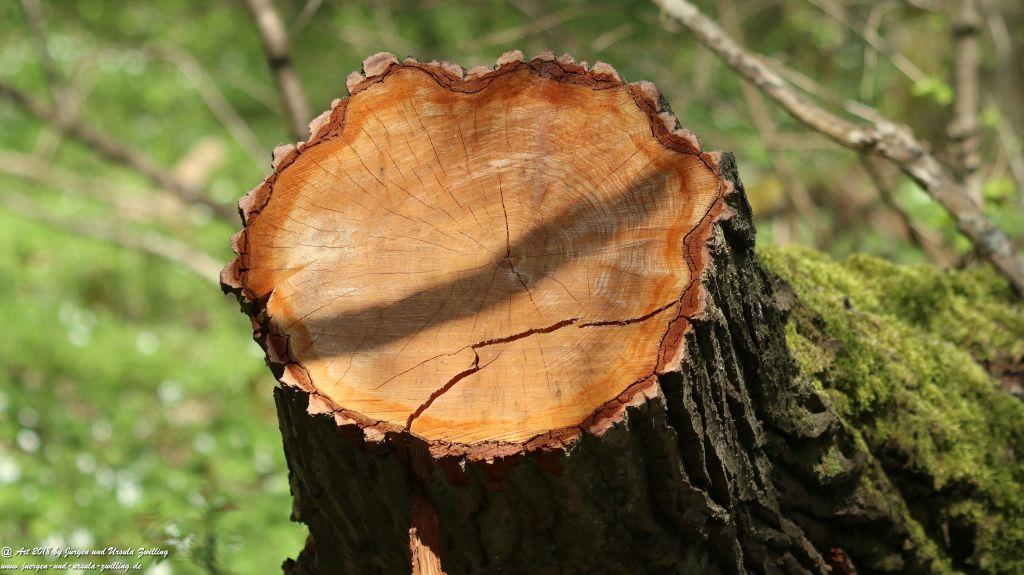 Frühlingserwachen im Ober Olmer Wald - Rheinhessen