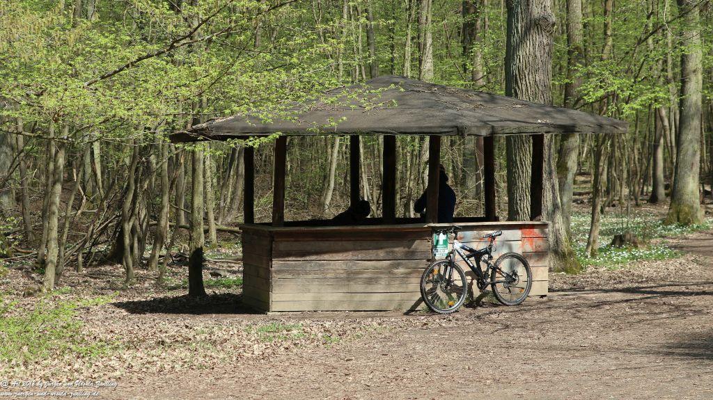 Frühlingserwachen im Ober Olmer Wald - Rheinhessen