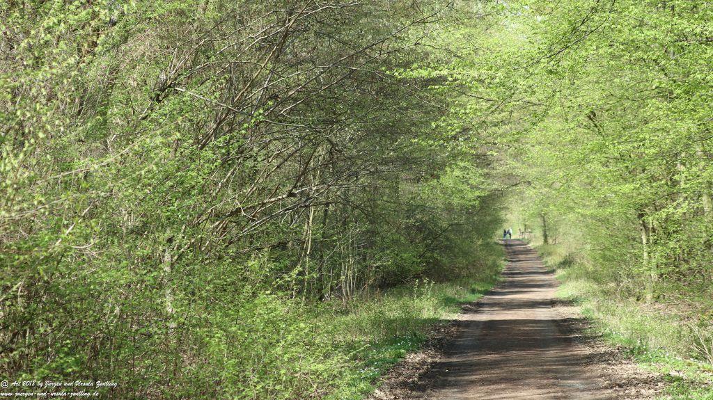 Frühlingserwachen im Ober Olmer Wald - Rheinhessen