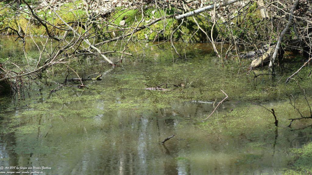 Frühlingserwachen im Ober Olmer Wald - Rheinhessen