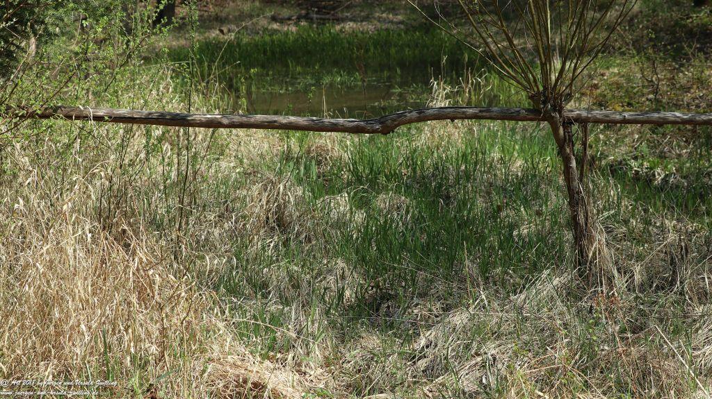 Frühlingserwachen im Ober Olmer Wald - Rheinhessen