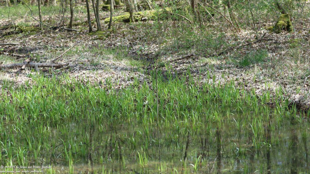Frühlingserwachen im Ober Olmer Wald - Rheinhessen