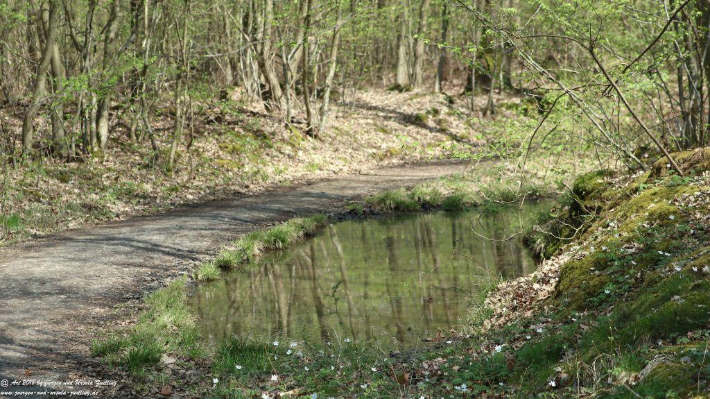 Frühlingserwachen im Ober Olmer Wald - Rheinhessen