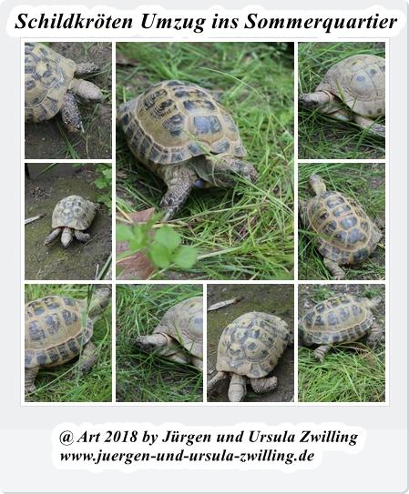 Schildkröten Umzug ins Sommerquartier