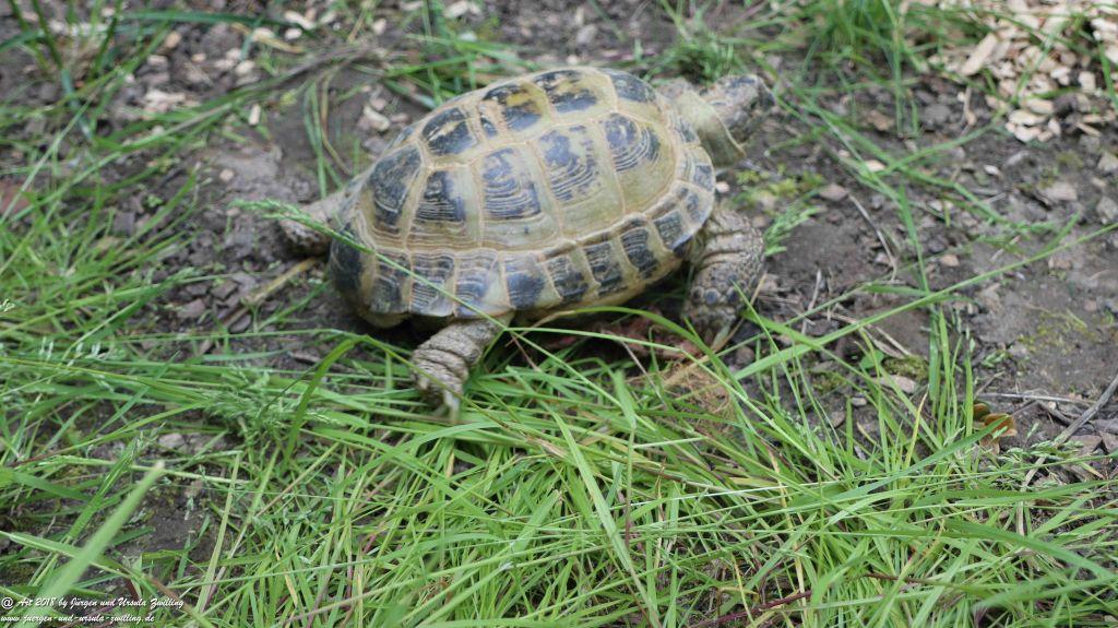 Schildkröten Umzug ins Sommerquartier