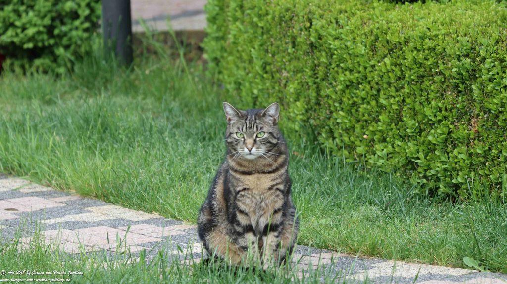 Katze Mimi im Mai 2018