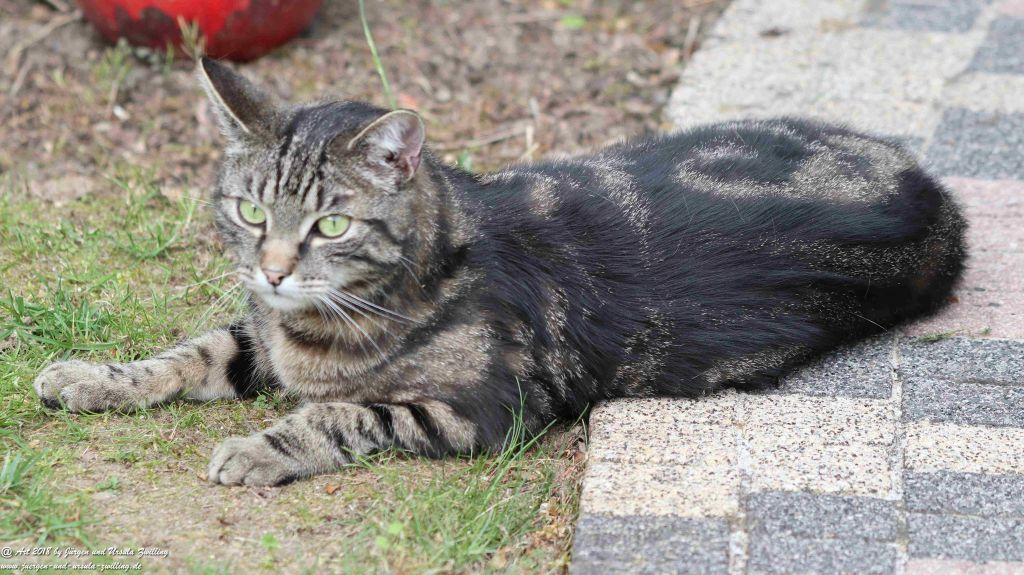 Katze Mimi im Mai 2018