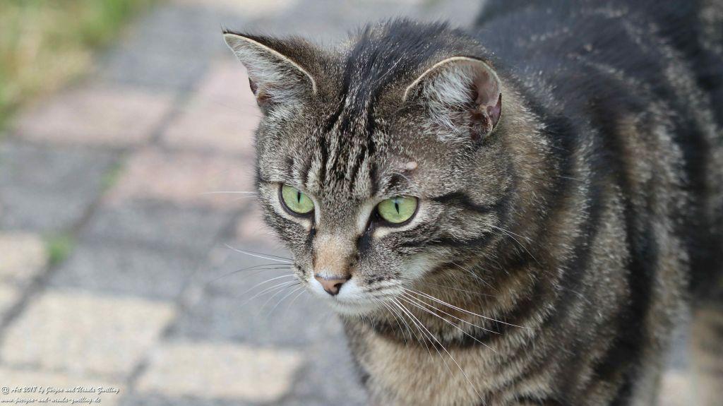 Katze Mimi im Mai 2018