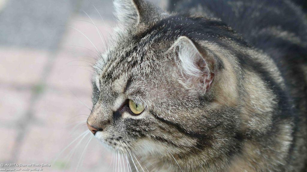 Katze Mimi im Mai 2018