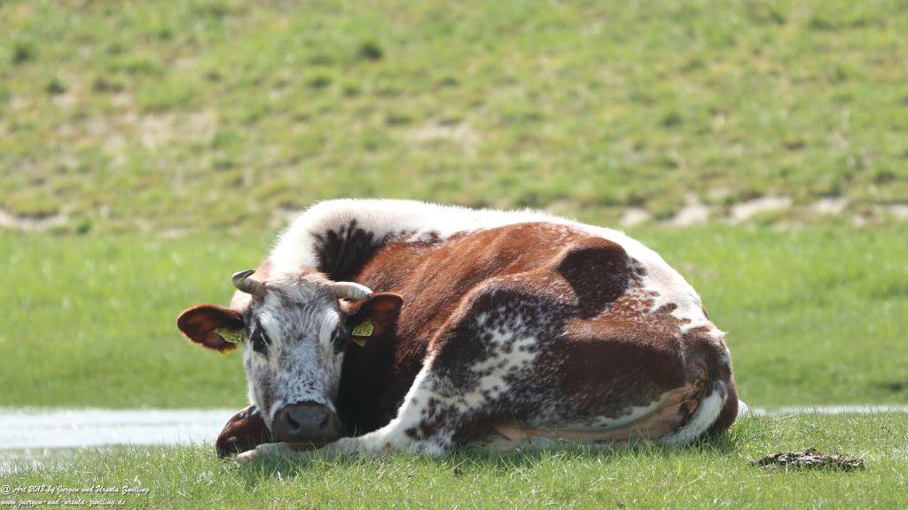 Philosophische Bildwanderung Robben - Küstenwanderung Breskens - Niederland - Nordsee