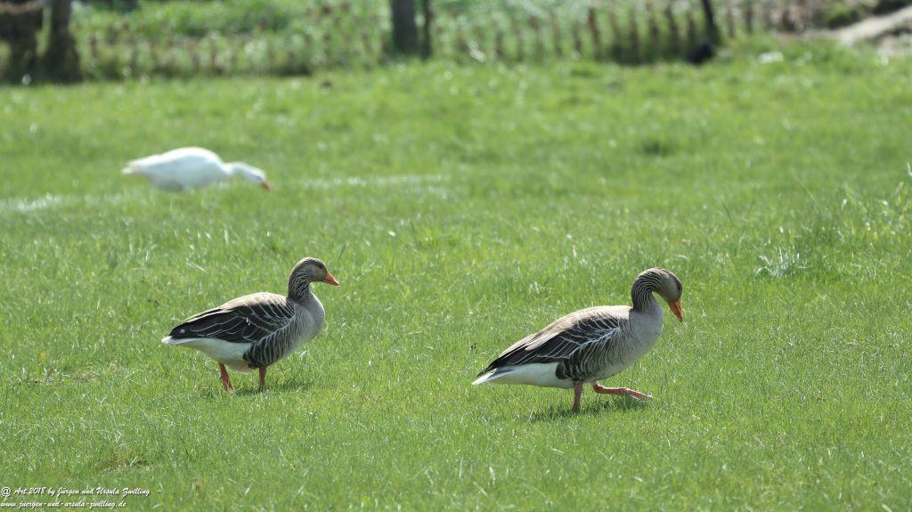 Philosophische Bildwanderung Robben - Küstenwanderung Breskens - Niederland - Nordsee