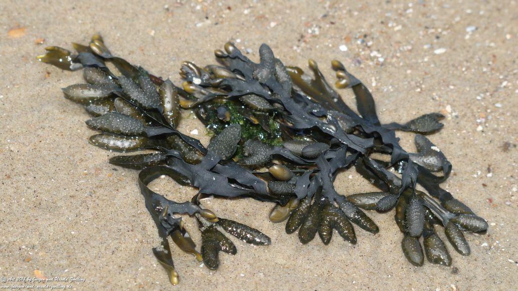 Philosophische Bildwanderung Vlissingen - Zeeland - Küstenwanderung Niederland