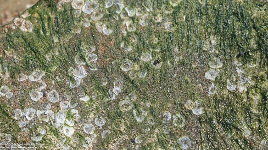 Philosophische Bildwanderung Vlissingen - Zeeland - Küstenwanderung Niederland