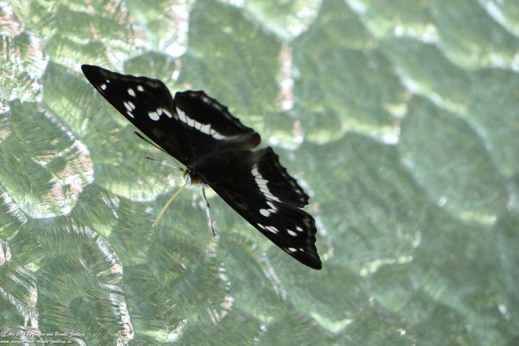 Großer Schillerfalter - Kleiner Eisvogel - Schmetterling -Gattung Apatura