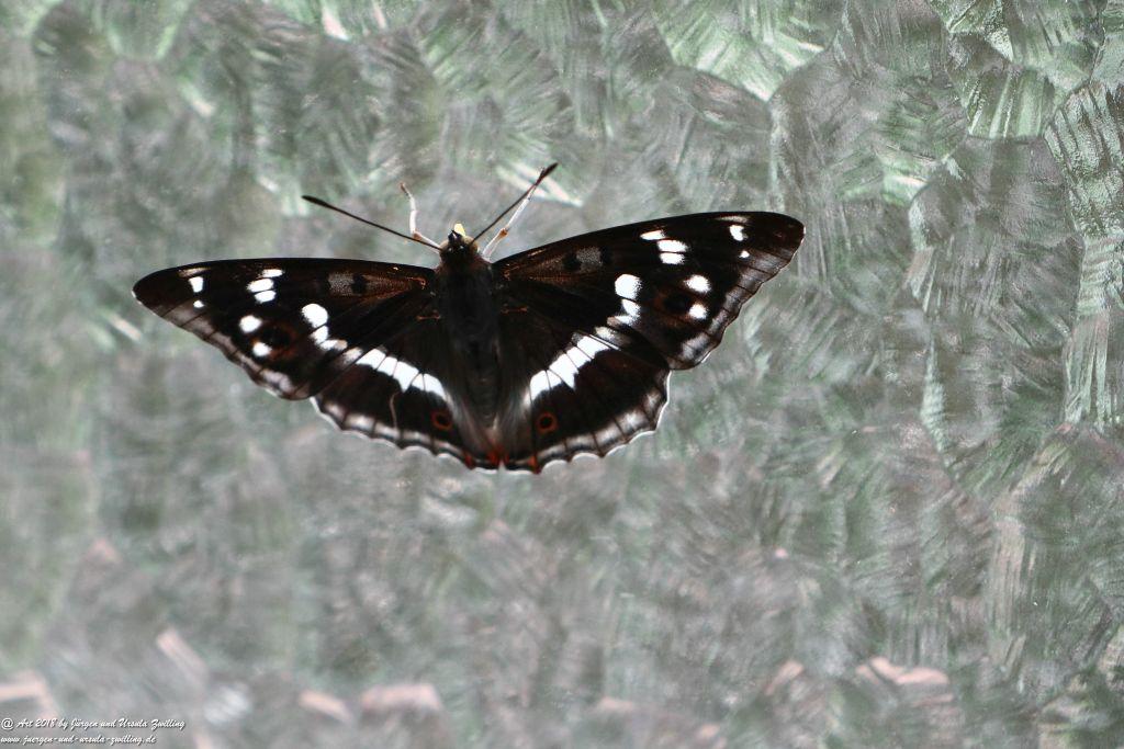 Großer Schillerfalter - Kleiner Eisvogel - Schmetterling -Gattung Apatura