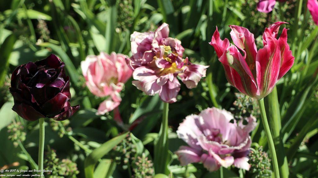Keukenhof in Lisse Niederlande -Nordsee