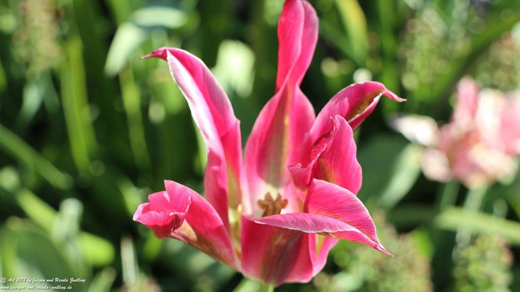 Keukenhof in Lisse Niederlande -Nordsee