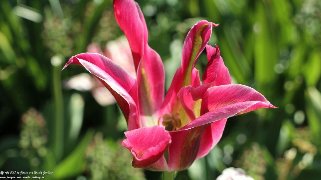 Keukenhof in Lisse Niederlande -Nordsee