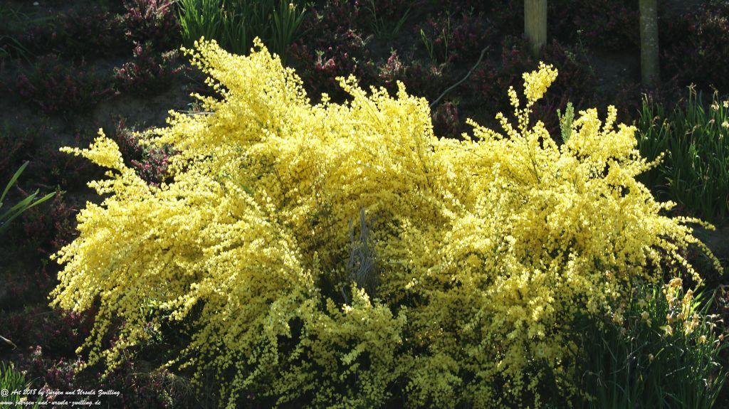 Keukenhof in Lisse Niederlande -Nordsee