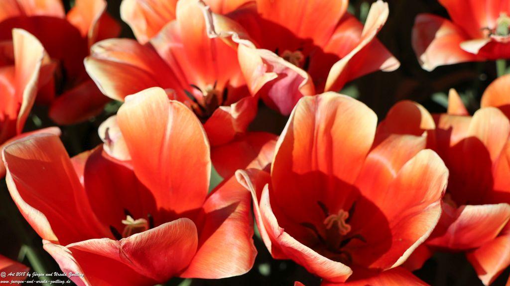 Keukenhof in Lisse Niederlande -Nordsee