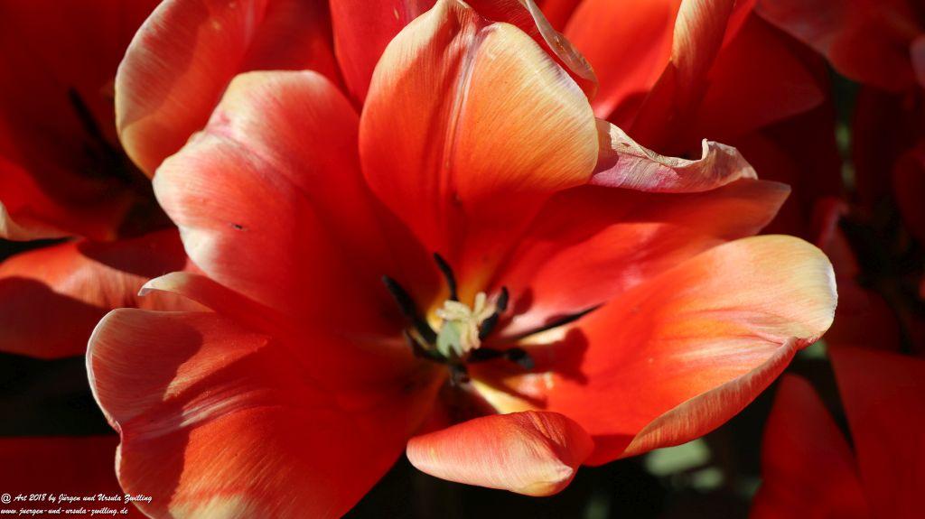 Keukenhof in Lisse Niederlande -Nordsee