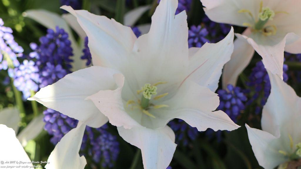Keukenhof in Lisse Niederlande -Nordsee