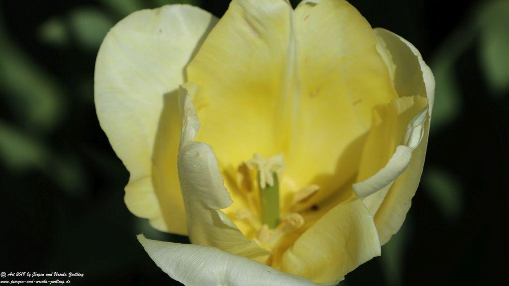 Keukenhof in Lisse Niederlande -Nordsee
