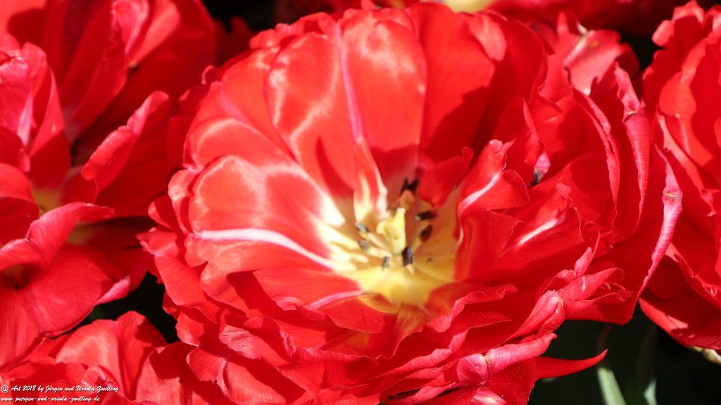 Keukenhof in Lisse Niederlande -Nordsee