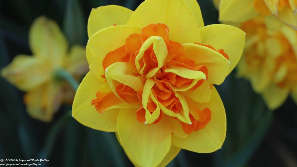 Keukenhof in Lisse Niederlande -Nordsee