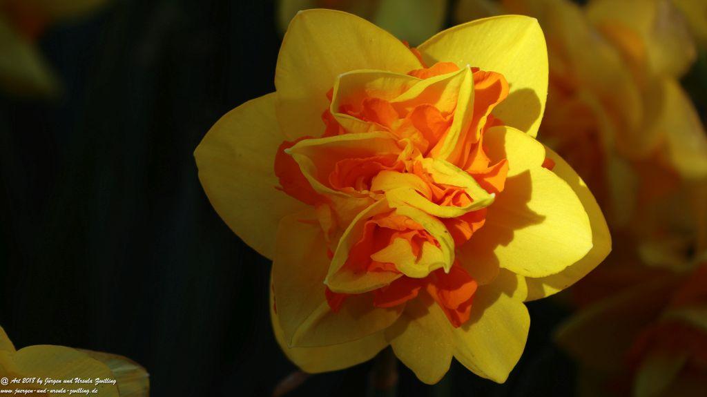 Keukenhof in Lisse Niederlande -Nordsee