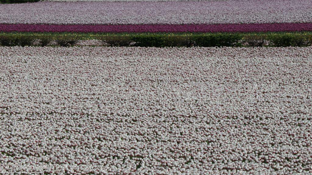 Keukenhof in Lisse Niederlande -Nordsee