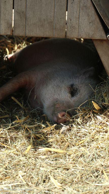 Keukenhof in Lisse Niederlande -Nordsee