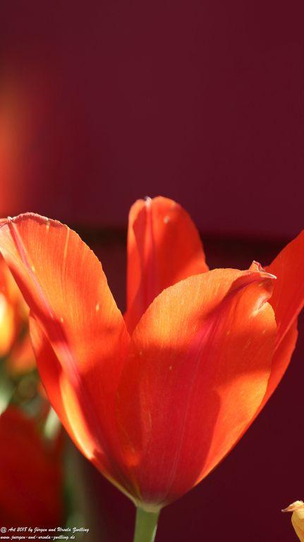 Keukenhof in Lisse Niederlande -Nordsee